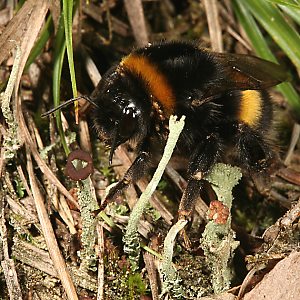 Bombus terrestris, W Bombus terrestris, W