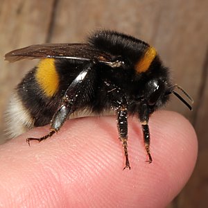 Bombus terrestris, W auf dem Finger Bombus terrestris, W auf dem Finger