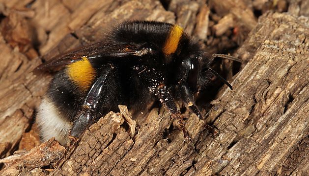 Bombus terrestris, W Bombus terrestris, W