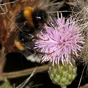 Bombus terrestris an Cirsium arvense Bombus terrestris an Cirsium arvense