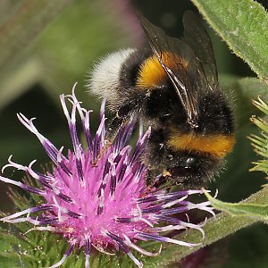 Bombus terrestris an Arctium lappa Bombus terrestris an Arctium lappa