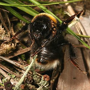 Bombus terrestris, W: Drohen (1) Bombus terrestris, W: Drohen (1)