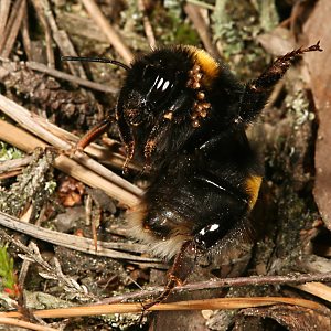 Bombus terrestris, W: Drohen (2) Bombus terrestris, W: Drohen (2)