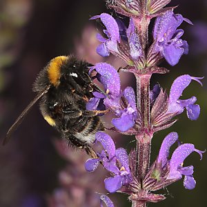 Bombus terrestris an Salvia Bombus terrestris an Salvia