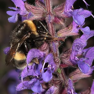 Bombus terrestris an Salvia Bombus terrestris an Salvia
