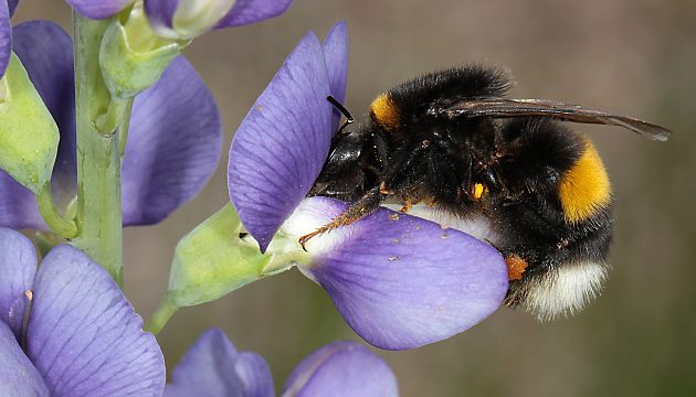 Bombus terrestris, W Bombus terrestris, W