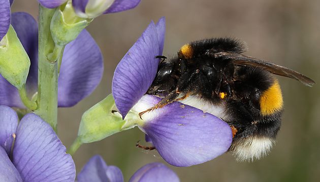 Bombus terrestris, W Bombus terrestris, W