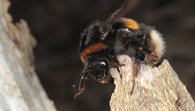 Bombus terrestris, W: Frühlingserwachen (1) Bombus terrestris, W Frühlingserwachen (1)