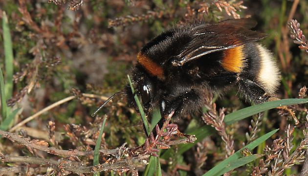 Bombus terrestris, W: Frühlingserwachen (2) Bombus terrestris, W: Frühlingserwachen (2)