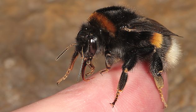 Bombus terrestris, W auf dem Finger Bombus terrestris, W auf dem Finger