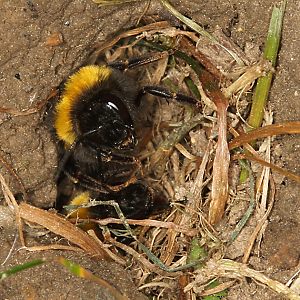 Bombus terrestris, W am Nesteingang Bombus terrestris am Nesteingang
