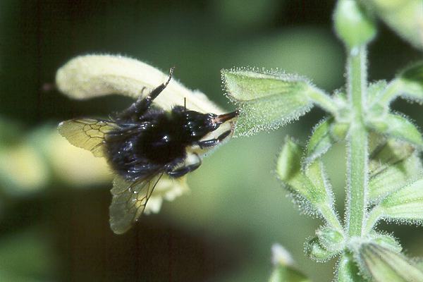 Hummel-Arten: Bombus wurfleini