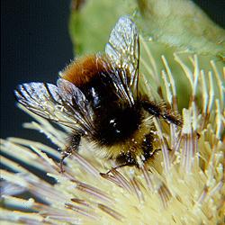 Hummel-Arten: Bombus wurfleini