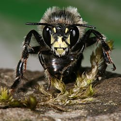 Pelzbiene: Anthophora aestivalis, M Pelzbiene: Anthophora aestivalis, M
