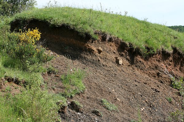 Lavawand: Nestaggregation von Anthophora aestivalis