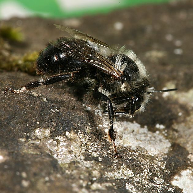 Solitärbienen Pelzbienen Anthophora aestivalis