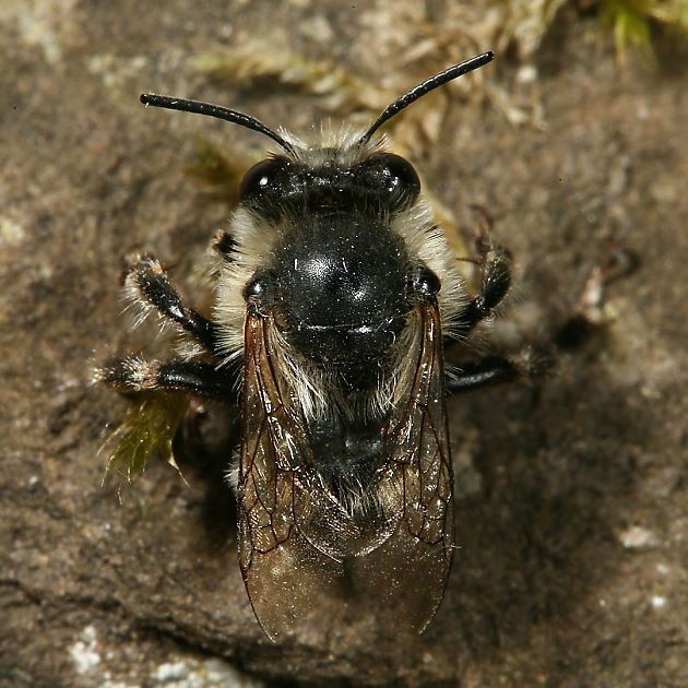 Solitärbienen Pelzbienen Anthophora aestivalis