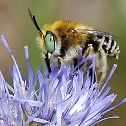 Zweifleck-Pelzbiene (Anthophora bimaculata), M Zweifleck-Pelzbiene (Anthophora bimaculata), M