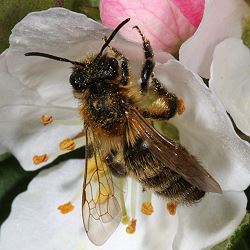 Sandbiene Andrena scotica/carantonica, W Andrena scotica/carantonica, W