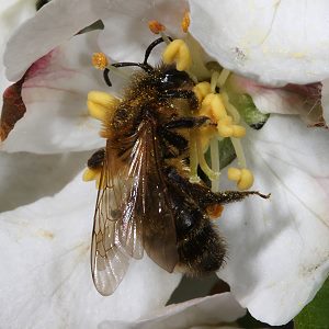 Erdbiene Andrena scotica, W, an Apfelblüte Erdbiene Andrena scotica, W, an Apfelblüte