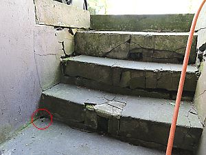 Kellertreppe (2) mit Nest der Erdbiene Andrena scotica Kellertreppe (2)