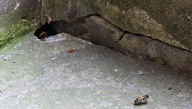 Kellertreppe (3) mit Nest von Andrena scotica Kellertreppe (3)