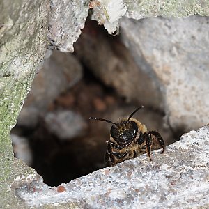 Erdbiene Andrena carantonica, W, im Nesteingang (1) Andrena scotica, W, im Nesteingang (1)