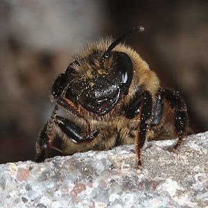Andrena carantonica, W, im Nesteingang (2) Andrena scotica, W, im Nesteingang (2)