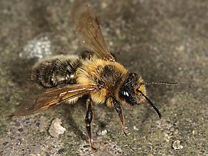 Startendes Andrena-carantonica-W Startendes Andrena-scotica-W