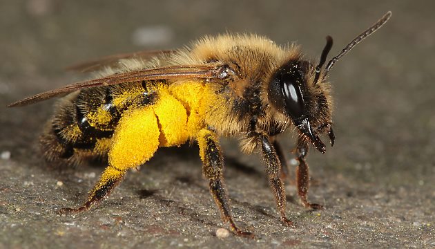 Andrena scotica, W, Pollen-beladen W: Pollen-beladene Rückkehr
