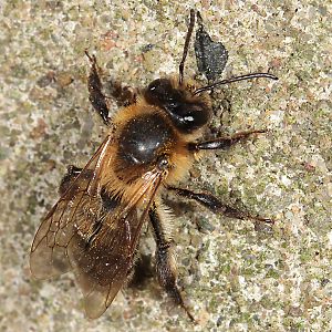 Andrena scotica, W, vor dem Sammelflug Andrena scotica, W, vor dem Sammelflug
