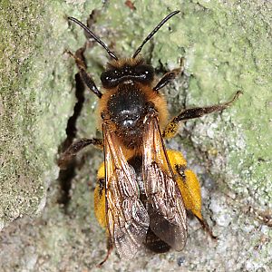 Andrena scotica, W, nach dem Sammelflug Andrena scotica, W, nach dem Sammelflug