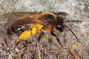 Andrena scotica, W: Rückkehr vom Sammelflug Andrena scotica, W: Rückkehr vom Sammelflug