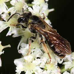 Goldbeinige Sandbiene (Andrena chrysosceles), W Goldbeinige Sandbiene (Andrena chrysosceles), W