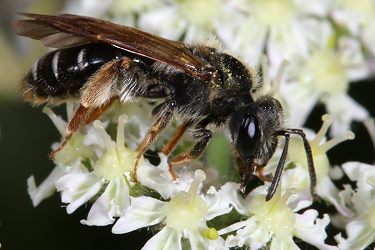 Goldbeinige Erdbiene (Andrena chrysosceles), W Goldbeinige Erdbiene (Andrena chrysosceles), W