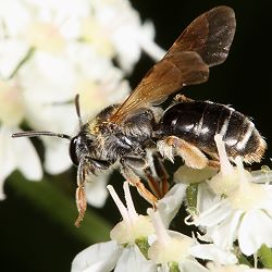 Andrena chrysosceles, W Andrena chrysosceles, W