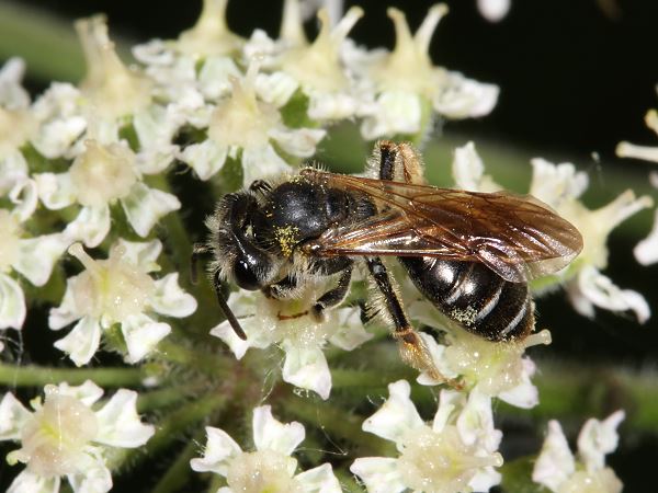 Goldbeinige Erdbiene (Andrena chrysosceles), W Goldbeinige Erdbiene (Andrena chrysosceles), W