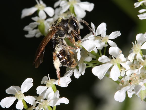 Goldbeinige Erdbiene (Andrena chrysosceles), W Goldbeinige Erdbiene (Andrena chrysosceles), W