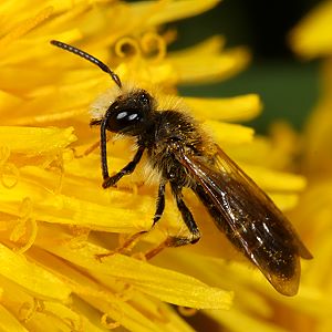 Andrena chrysosceles, M