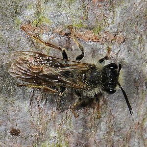 Andrena chrysosceles, M
