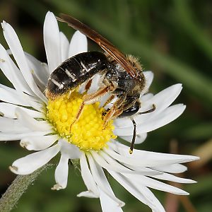 Sandbiene: Andrena chrysosceles, W