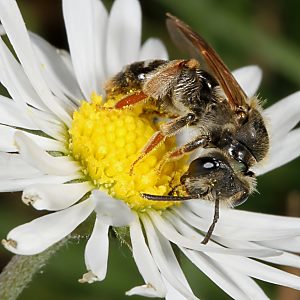 Sandbiene: Andrena chrysosceles, W