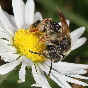 Sandbiene: Andrena chrysosceles, W
