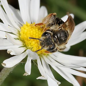 Sandbiene: Andrena chrysosceles, W