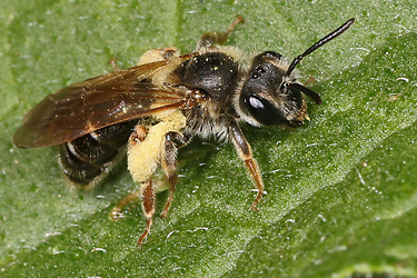 Andrena chrysosceles, M
