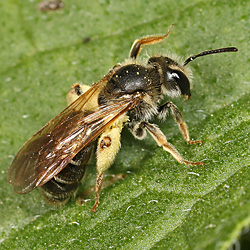 Andrena chrysosceles, M