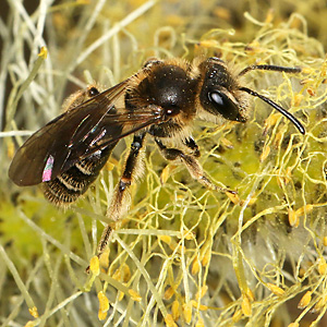 Andrena chrysosceles, W