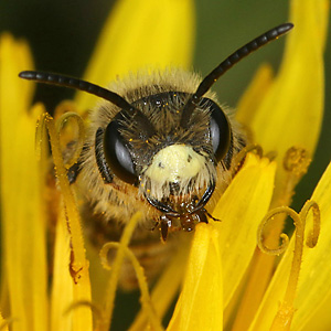 Andrena chrysosceles, M