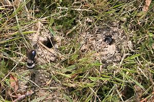 Solitarbienen Im Rasen Fragen Antworten