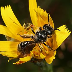 Sandbiene Andrena coitana, W Sandbiene Andrena coitana, W